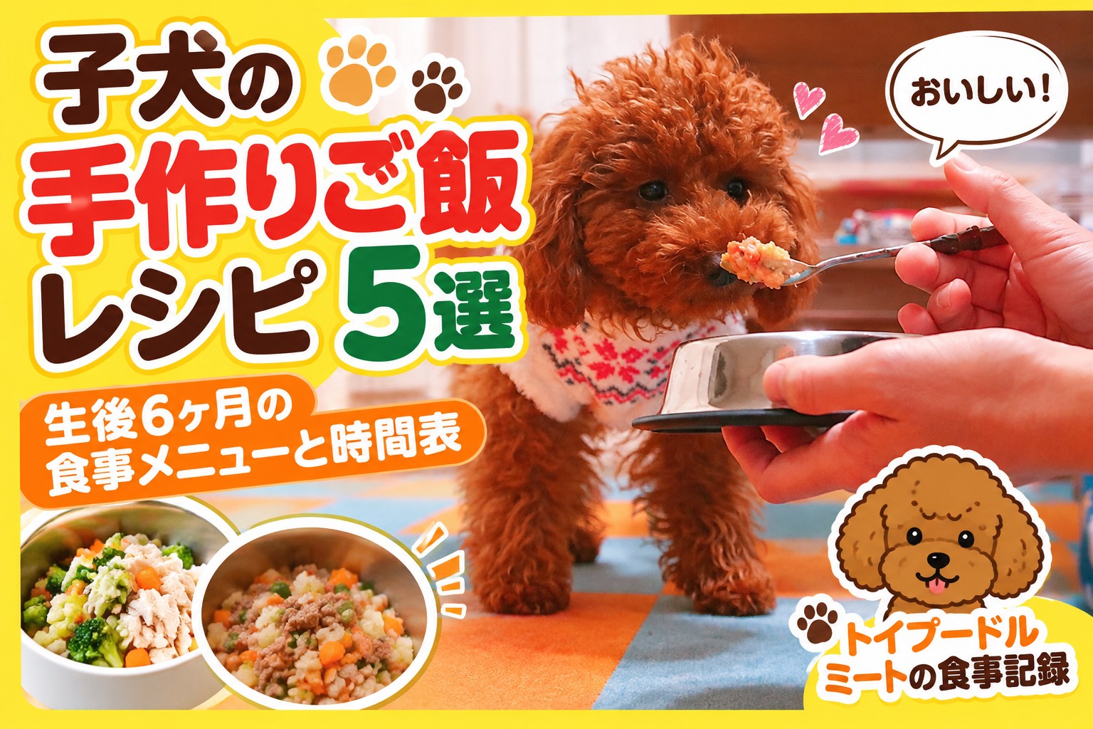 トイプードルの子犬ミートが手作りご飯を食べている様子。子犬の手作りご飯レシピ5選と、生後6ヶ月の食事メニュー・時間表を紹介する記事のアイキャッチ画像。
