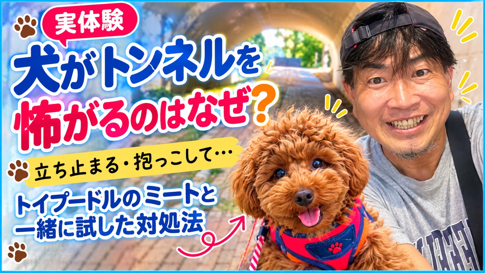 犬がトンネルを怖がる理由と対処法を紹介するトイプードルのミートと飼い主のメタボ父さん