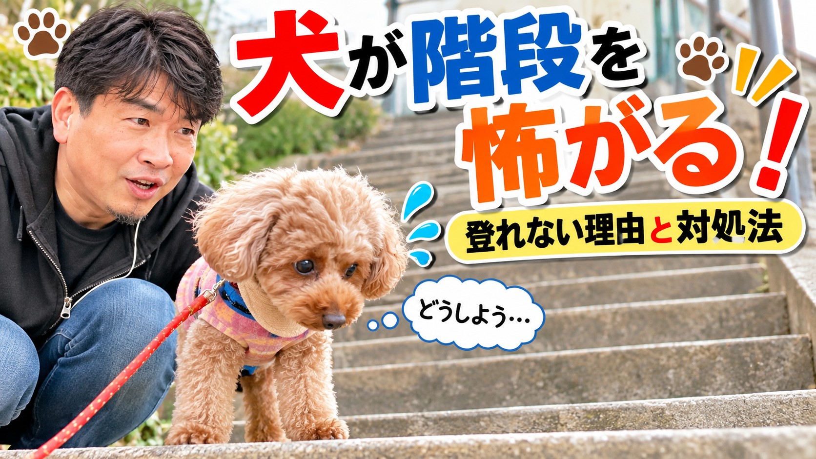 犬が階段を怖がる理由と対処法を紹介するトイプードルのミートと飼い主のメタボ父さん