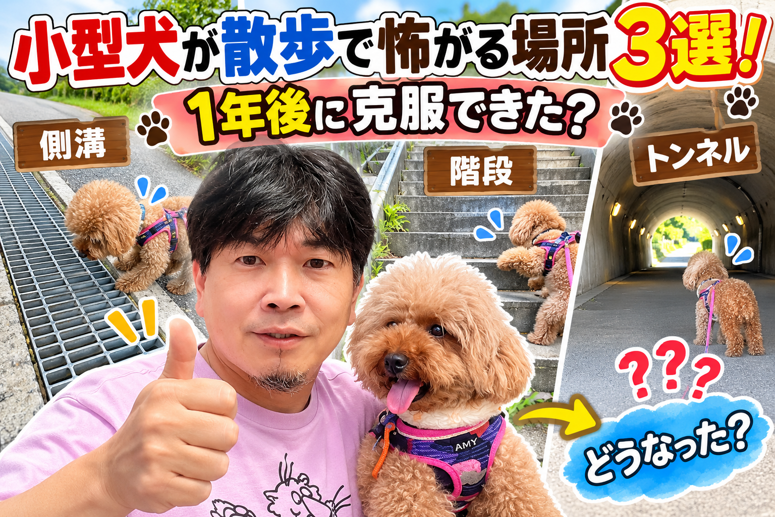 「散歩で側溝・階段・トンネルを怖がるトイプードルのミートとメタボ父さん」