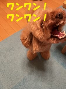 インターホンが鳴ると吠える犬の躾 しつけ 対策10選 本当に試した効果を公開 メタボ父さんの 家庭 仕事 健康 日頃悩み相談室